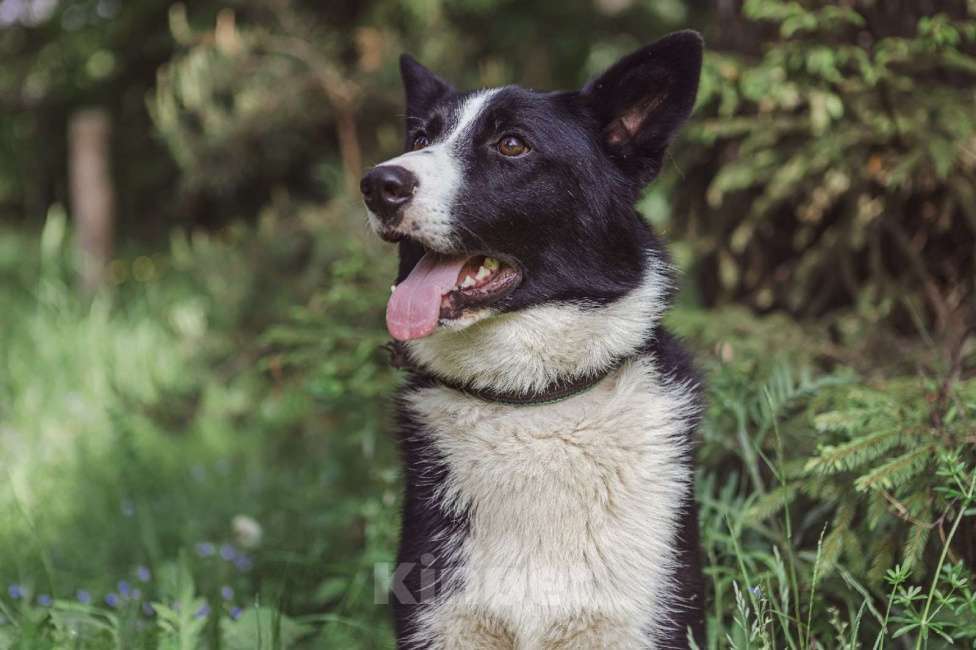 Собаки в Клине: Гелик — классный пёс Мальчик, Бесплатно - фото 1