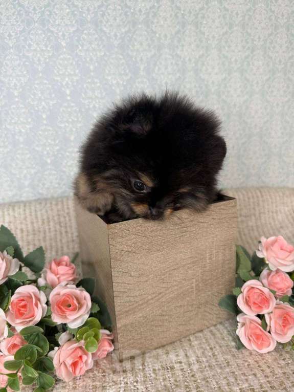 Собаки в Тюмени: Шпиц - мини (Сhanel black shining star ) Девочка, Бесплатно - фото 7