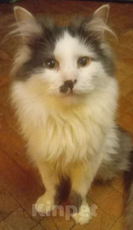 Кошки в Москве: Серенький с белым сибирский котик Мальчик, 15 000 руб. - фото 4