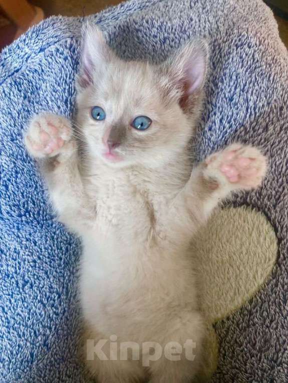 Кошки в Москве: Бесподобные крохи-котята ищут дом Мальчик, Бесплатно - фото 4