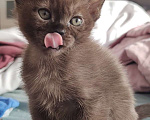 Кошки в Мытищах: Мальчик Тайсон ( окрас соболь) Мальчик, 60 000 руб. - фото 2