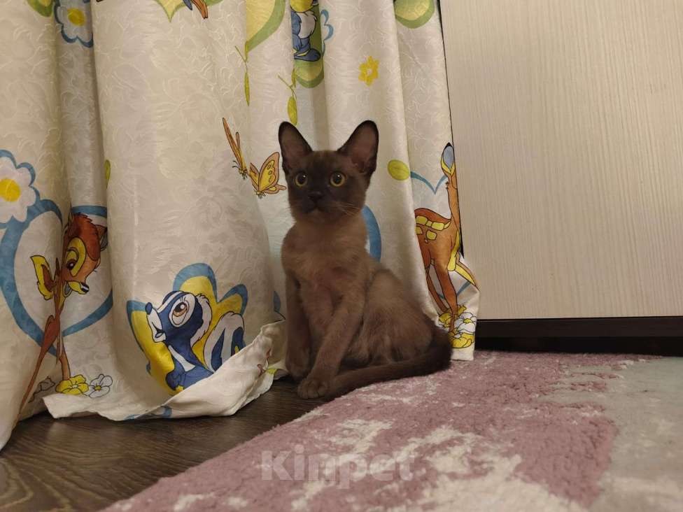 Кошки в Лыткарино: Бурманские котятки Девочка, 20 000 руб. - фото 10