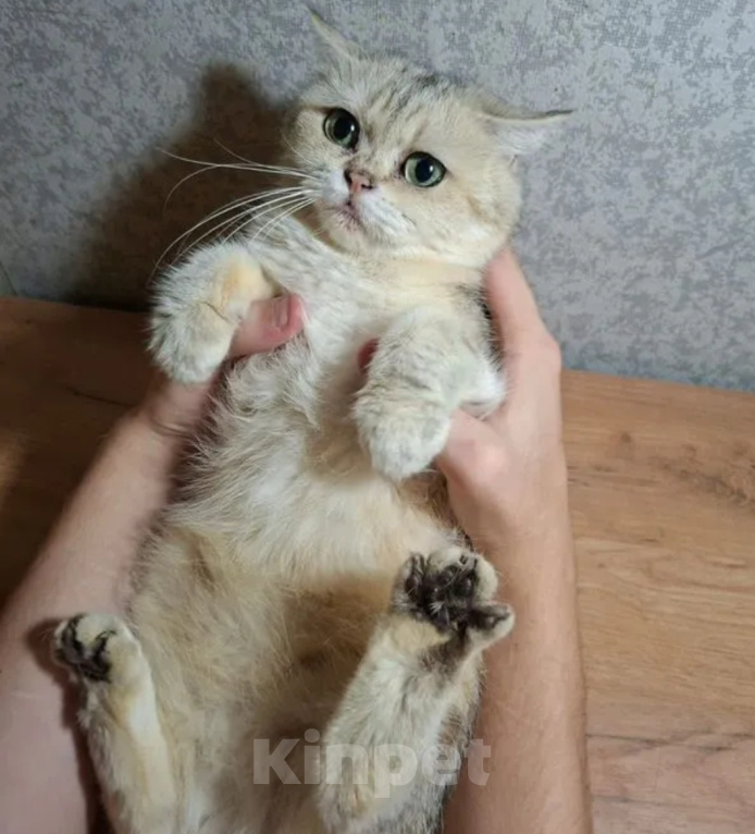 Кошки в Тамбове: Шотландская прямоухая кошка Девочка, 3 000 руб. - фото 1