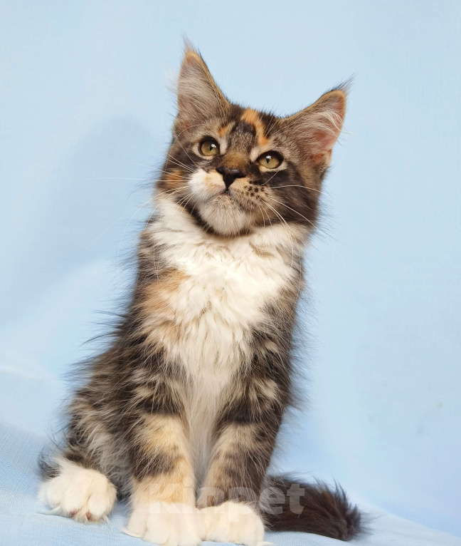 Кошки в Москве: Котята Мейн-Кун из питомника. Девочка Девочка, 45 000 руб. - фото 2