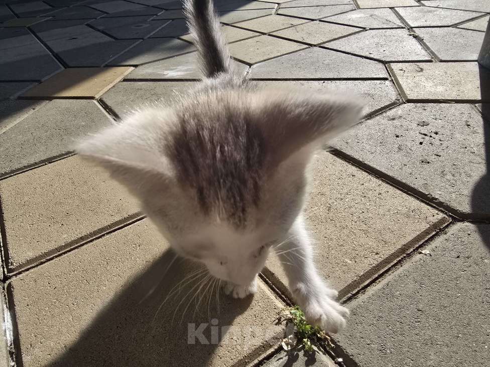 Кошки в Ростове-на-Дону: Девочка 1.5 месяца ищет дом Девочка, Бесплатно - фото 4