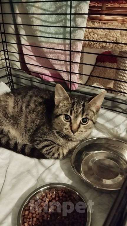 Кошки в Санкт-Петербурге: 🌟ФРИКАДЕЛЬКА ИЩЕТ ДОМ  Девочка, Бесплатно - фото 4