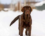 Собаки в Москве: Девочка лабрадор не дорого Девочка, Бесплатно - фото 4