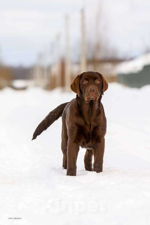 Собаки в Москве: Девочка лабрадор не дорого Девочка, Бесплатно - фото 4