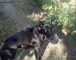 Собаки в Евпатории: Кайрочка ищет дом Девочка, 1 руб. - фото 2