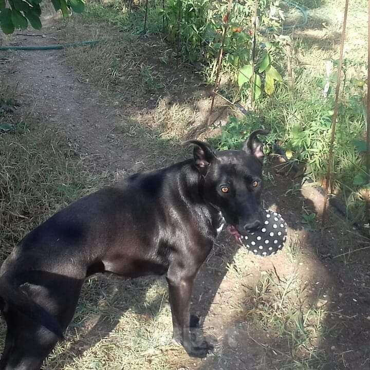 Собаки в Евпатории: Кайрочка ищет дом Девочка, 1 руб. - фото 2