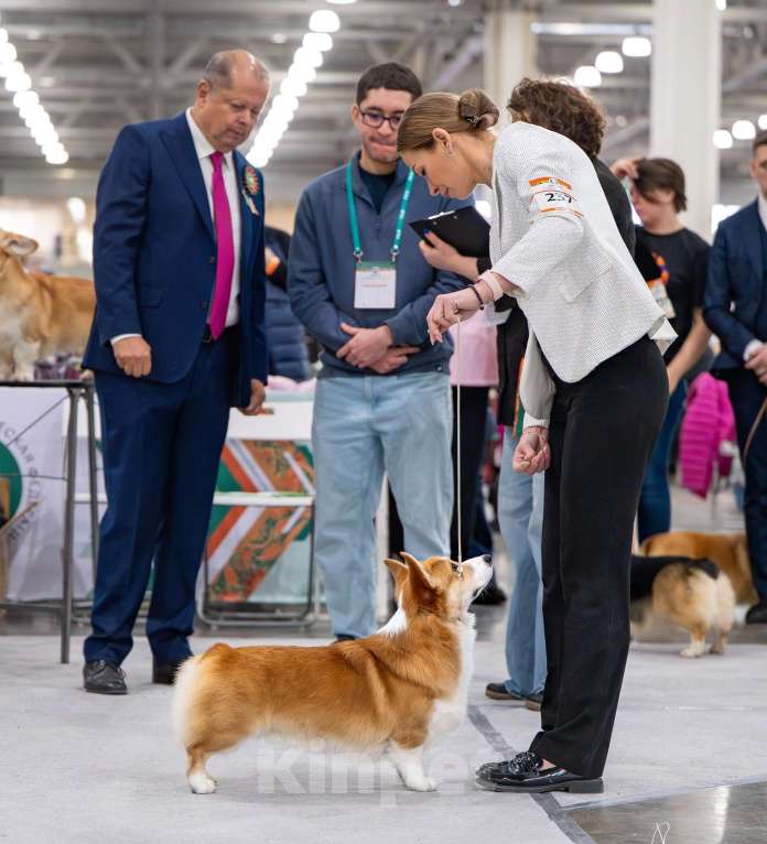 Собаки в Санкт-Петербурге: Племенной кобель Вельш корги пемброк Мальчик, Бесплатно - фото 5