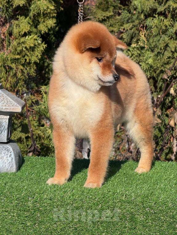 Собаки в Москве: Сиба-ину девочка Девочка, 60 000 руб. - фото 3