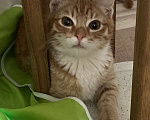 Кошки в Москве: Рыжий малыш Рудольф в добрые руки Мальчик, Бесплатно - фото 4