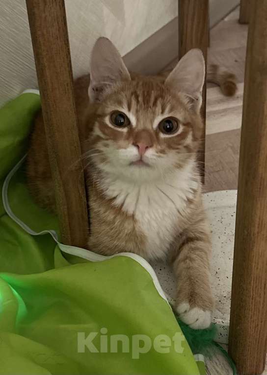 Кошки в Москве: Рыжий малыш Рудольф в добрые руки Мальчик, Бесплатно - фото 4