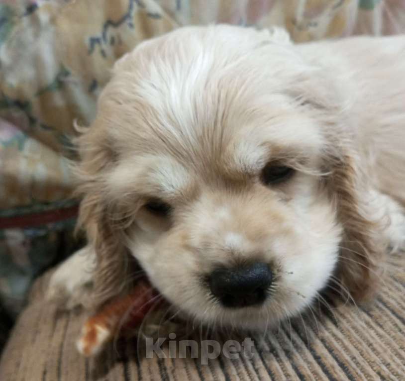 Собаки в Смоленске: Девочка, милая ласковая))  Девочка, 25 000 руб. - фото 2