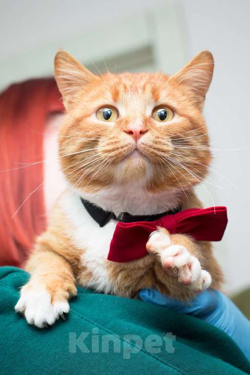 Кошки в Москве: Рыжий и обаятельный молодой кот Девочка, Бесплатно - фото 1