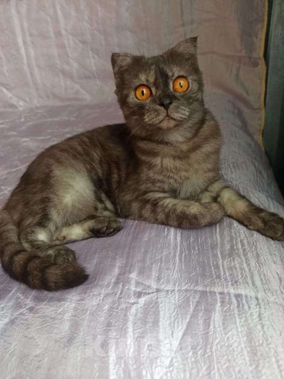 Кошки в других городах Московской области: Шотландочка Девочка, 900 руб. - фото 2