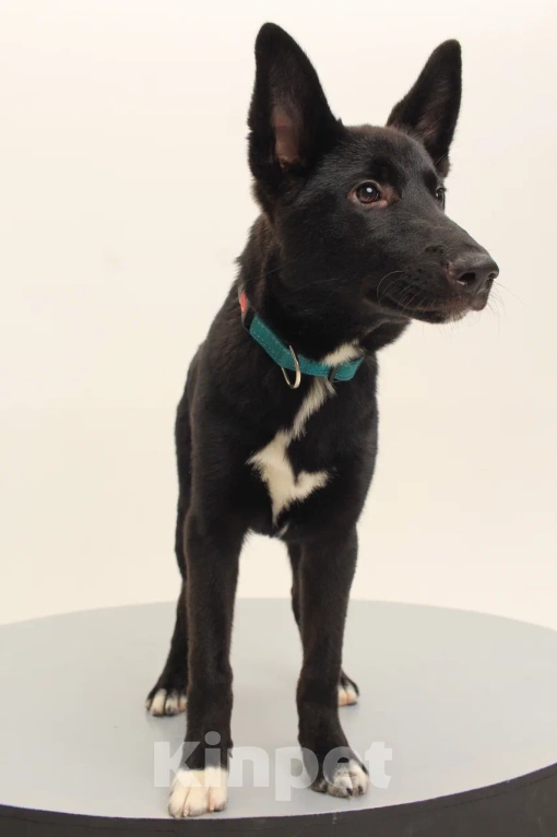 Собаки в Костроме: Грей в поиске дома  Мальчик, Бесплатно - фото 7