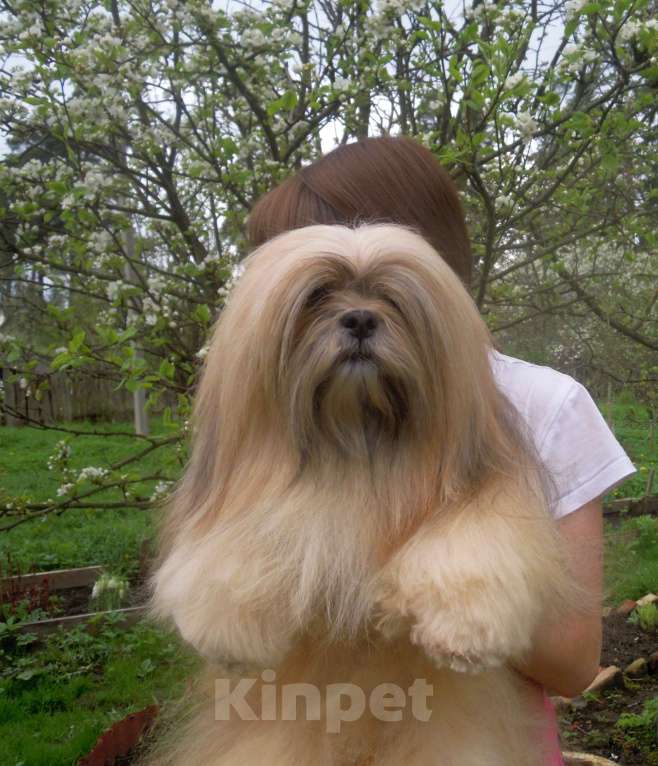 Собаки в Санкт-Петербурге: лхаса апсо  Девочка, Бесплатно - фото 2