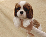 Собаки в Санкт-Петербурге: Кавалер Кинг Чарльз спаниель Мальчик, 100 руб. - фото 3