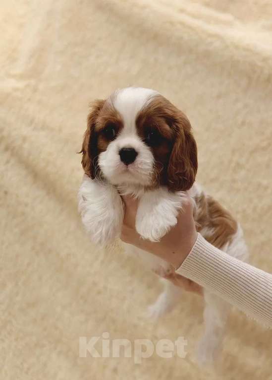 Собаки в Санкт-Петербурге: Кавалер Кинг Чарльз спаниель Мальчик, 100 руб. - фото 3