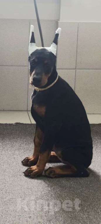 Собаки в Екатеринбурге: Щенки добермана Мальчик, 80 000 руб. - фото 3