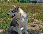 Собаки в Самаре: Щенок Маламута Мальчик, 40 000 руб. - фото 2