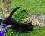 Кошки в Москве: Котенок Магги, 2 месяца, окрас черный мрамор Девочка, Бесплатно - фото 4