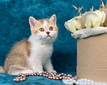 Кошки в Люберцах: Британский котенок Девочка, 55 000 руб. - фото 2