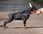 Собаки в Зеленограде: Кобель 2 мес  Мальчик, 100 000 руб. - фото 4