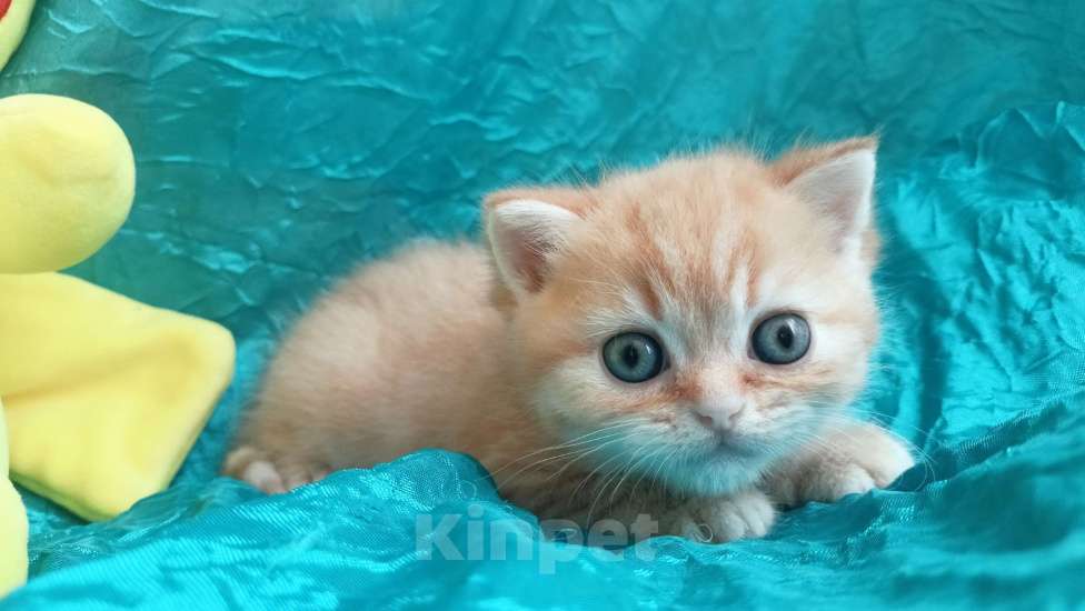 Кошки в Санкт-Петербурге: Шотландский котенок золотая шиншилла Мальчик, 13 000 руб. - фото 6