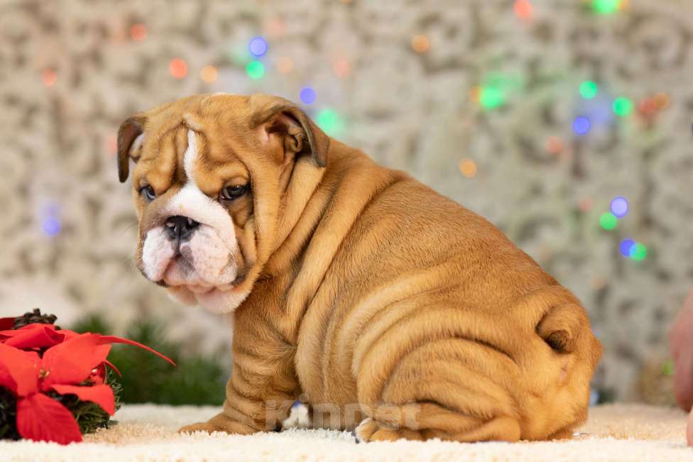 Собаки в Москве: Очаровательный джентельмен Мальчик, 120 000 руб. - фото 2