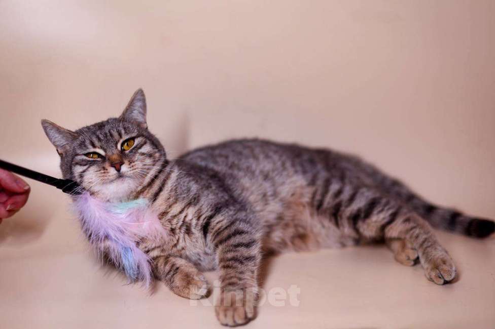 Кошки в Москве: кот Носик и кошка Вита ищут дом Мальчик, Бесплатно - фото 5