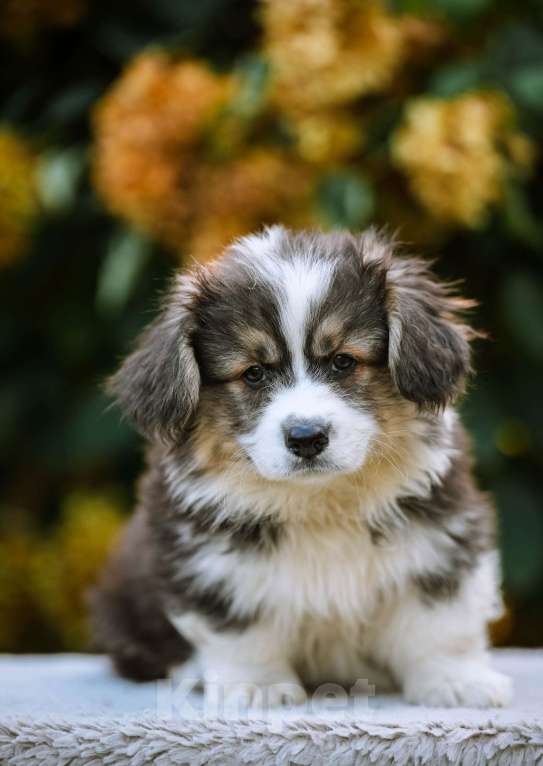 Собаки в Новосибирске: Вельш Корги Пемброк Джон Сильвер (Флаффи) Мальчик, 55 000 руб. - фото 6