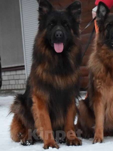 Собаки в Москве: Элитные щенки немецкой овчарки длиношерстные Девочка, 150 000 руб. - фото 2