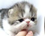 Кошки в Казани: котята - экзоты Мальчик, 30 000 руб. - фото 10