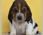 Собаки в Москве: бассет хаунд девочка Девочка, 80 руб. - фото 2