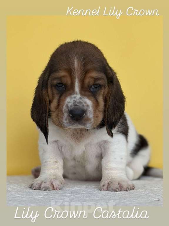 Собаки в Москве: бассет хаунд девочка Девочка, 80 руб. - фото 2