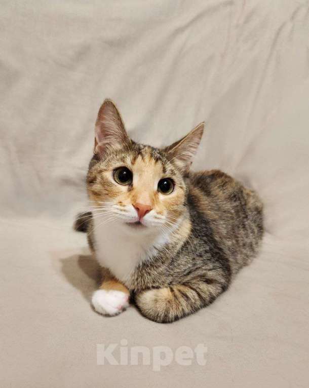 Кошки в Москве: Прелестная Флора в добрые руки Девочка, Бесплатно - фото 2