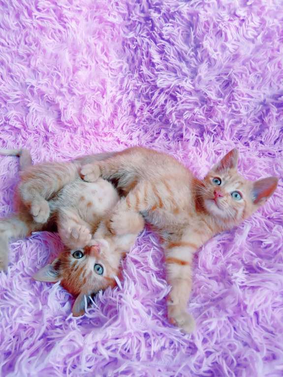 Кошки в Санкт-Петербурге: Два рыжих котенка в поисках одной семьи Девочка, 200 руб. - фото 1