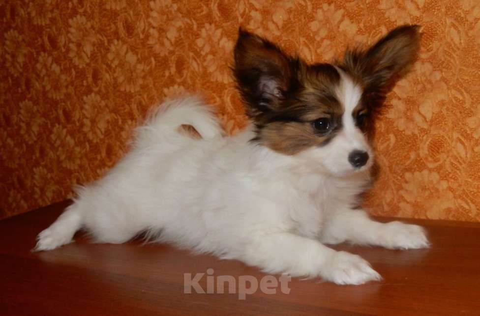 Собаки в Санкт-Петербурге: папийон щенок Мальчик, Бесплатно - фото 1