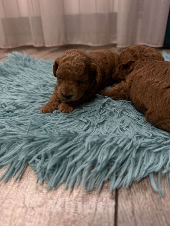 Собаки в Самаре: Шикарный мальчик  Мальчик, 80 000 руб. - фото 2