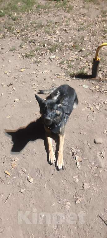 Собаки в Москве: Девочка Хлоя 5 лет Девочка, Бесплатно - фото 2