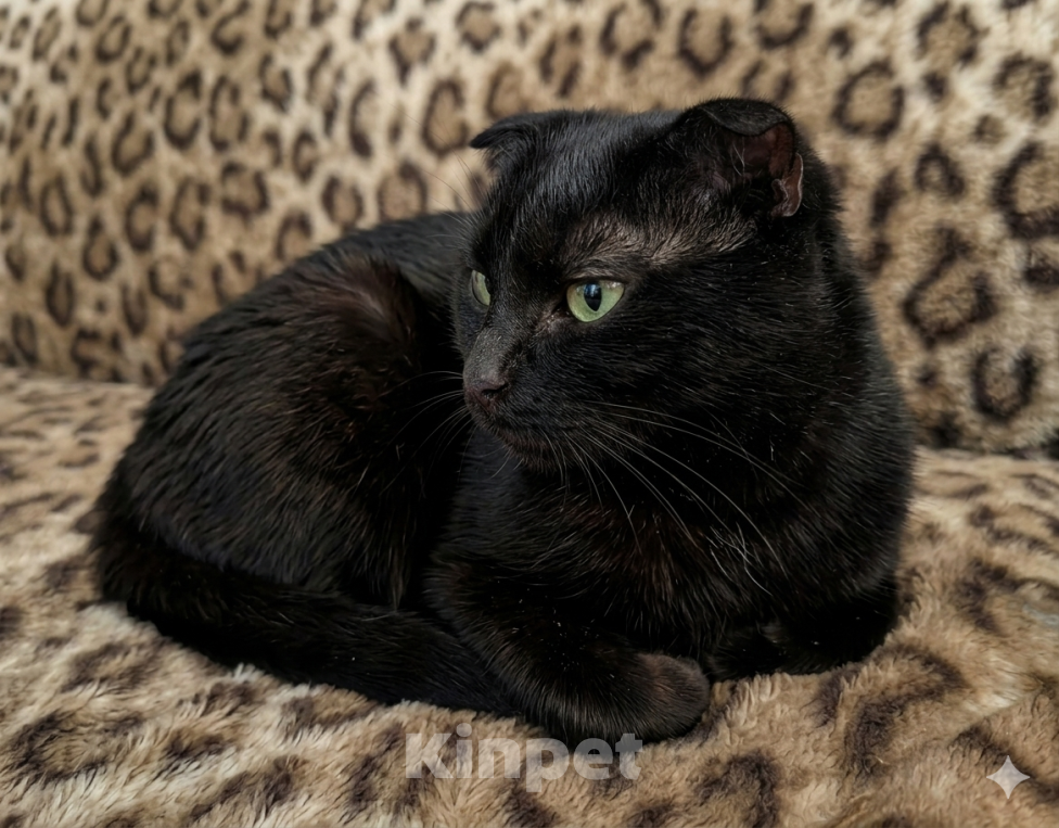 Кошки в Пензе: Черная вислоухая кошка Девочка, Бесплатно - фото 3