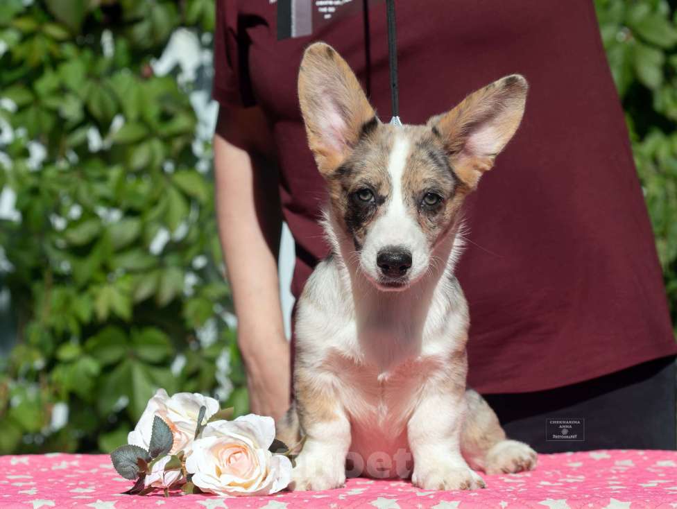 Собаки в Москве: Вельш корги кардиган  Мальчик, 80 000 руб. - фото 4