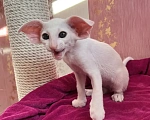 Кошки в Ижевске: Ориентальные котята Девочка, Бесплатно - фото 3