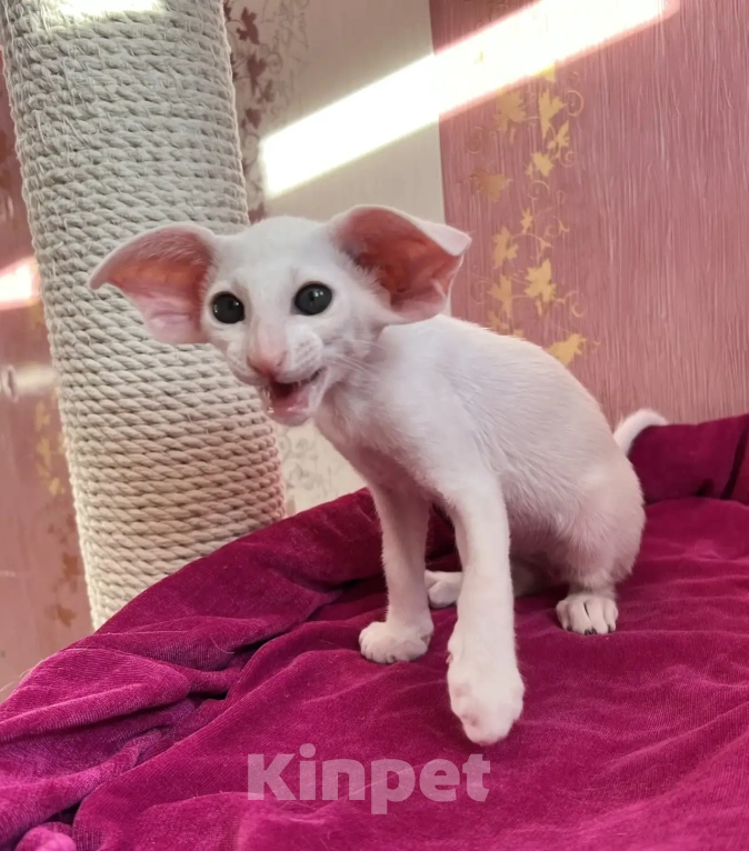 Кошки в Ижевске: Ориентальные котята Девочка, Бесплатно - фото 3