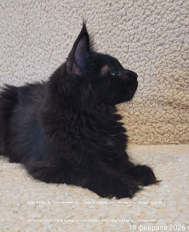 Кошка мейн-кун X’Chanel Raksi Line