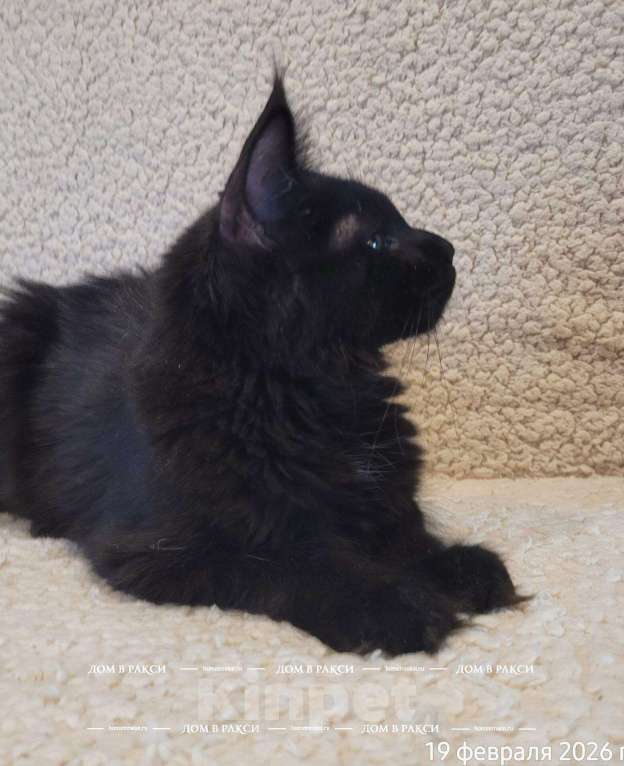 Кошки в других городах Ленинградской области: Кошка мейн-кун X’Chanel Raksi Line Девочка, Бесплатно - фото 1