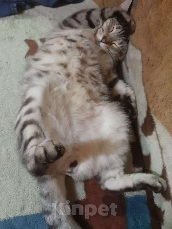 Кошки в Мытищах: ПОТЕРЯЛСЯ КОТ МАСЯ Мальчик, 200 руб. - фото 2